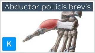 Abductor pollicis brevis muscle  Oamp I Function amp Innervation  Anatomy  Kenhub [upl. by Odiug]