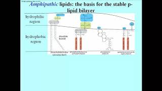 276 Membrane Lipids and the Phospholipid Bilayer [upl. by Ennobe]