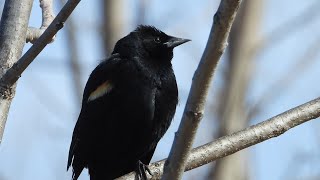 Redwinged Blackbird  Song [upl. by Aihsotal]