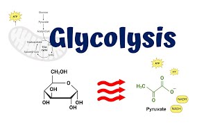 Glycolysis animation  10 Steps of Glycolysis [upl. by Ariay799]