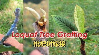 How to Easily Graft Loquat Tree  Loquat Tree Cleft Grafting  Creating Cocktail Loquat Tree枇杷树嫁接 [upl. by Ethbinium]