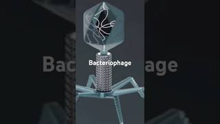 Structure of bacteriophagebacterium attacking virusbacteriophageshorts feedviral shortstrending [upl. by Thrift]