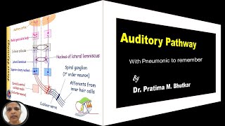 Auditory pathway [upl. by Lamrouex]