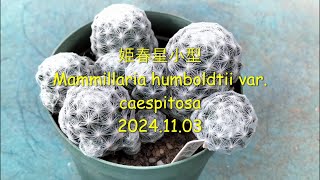 姫春星小型 Mammillaria humboldtii var caespitosa 2024 11 03 [upl. by Aneloc217]