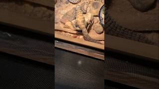 Uromastyx Morning lizard uromastyx reptiles cute [upl. by Thanos]