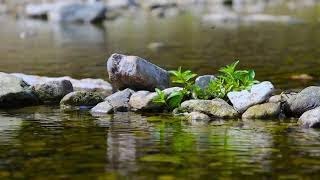 Musique douce et calme  flûte Amérindienne chamanique 3heures🎼 [upl. by Urania]