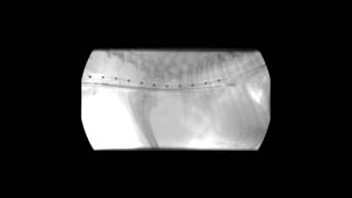 Veterinary Interventional Radiology Tracheal Stent Deployment [upl. by Rosen]