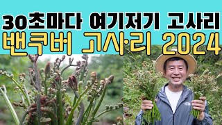 캐나다 이민의 자부심 30초마다 여기저기 밴쿠버 고사리 가상체험 2024년판 만년설 밑에 자란 캐나다 밴쿠버 고사리 [upl. by Lusa]