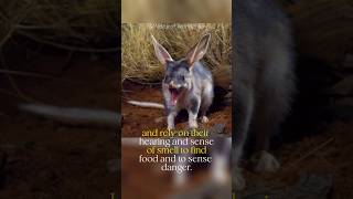 Endangered Bilby Makes a Comeback in Australia Shorts [upl. by Nwaf]