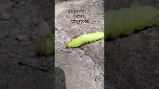 Saw this Antheraea polyphemus caterpillar crossing the road in front of us Didnt look real [upl. by Llennhoj]