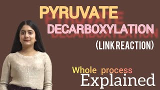 Pyruvate decarboxylation Link reaction mechanism [upl. by Armilla]