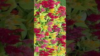 Celosia celosia garden organicgarden nature flowers shortvideo ytshorts [upl. by Inahs]