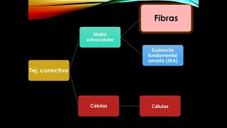 Tejido conectivo  Fibras de la matriz extracelular JINV [upl. by Jedidiah]