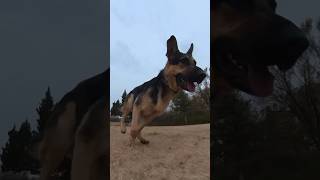 germanshepherd dog versus rccar rcbuggy rcautomobile radiocontrolcar [upl. by Perzan]