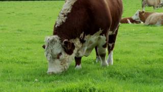 Irish Hereford Breed Society [upl. by Lacsap]