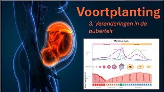 Voortplanting 3 Veranderingen in de puberteit [upl. by Thielen]