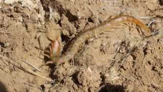 Scolopendra cingulata also known as Megarian banded centipede  Cyprus [upl. by Aneeres120]