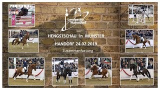 HENGSTSCHAU 2019 MS HANDORF  NRW Landgestüt [upl. by Aneerak457]