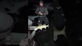 Catching WALLEYES on Early Ice walleye fishing icefishing [upl. by Ahsuatan]