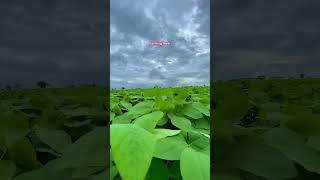 soybean farming shorts status viralvideo status youtubeshorts ytstatus [upl. by Pelmas]