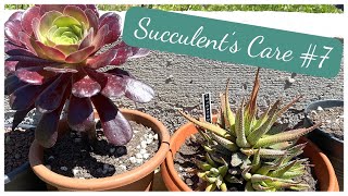 🌵succulentscare 7  aeonium senecio haworthia et delosperma  Prendre soin de ses succulentes [upl. by Ganley635]