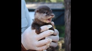 quotMeet the Adorable Otter Rescue This Family Changed His Life Foreverquotcute animals pets [upl. by Truk546]