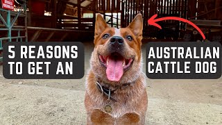 5 Reasons To Get An Australian CATTLE Dog BEST Dog Breed Ever [upl. by Kenaz]