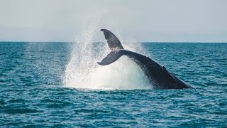 Turismo sostenible de observación de ballenas jorobadas  Samaná República Dominicana [upl. by Bumgardner97]