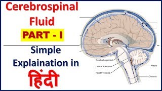 Cerebrospinal fluid Composition function production amp circulationPART Iin HindiBhushan Science [upl. by Nitsirc]