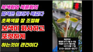 454편 복륜복색화를 예쁘게 피우는 방법 식테크 춘란 풍란 다육 난테크 주식 코인 갭투자 재테크 orchid cymbidiumgoeringii [upl. by Adnilg]