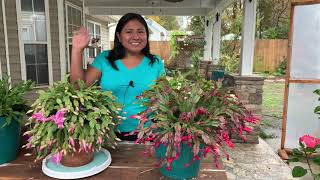 Schlumbergera bridgessii Cactus de Navidad [upl. by Eikin435]