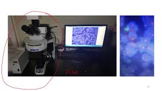 라이브 랩미팅 68 Immunofluorescence IF 면역형광 [upl. by Eikcin]