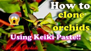 How to clone orchids using keiki paste  Propagating phalaenopsis dendrobium catasetum amp others [upl. by Kristopher635]