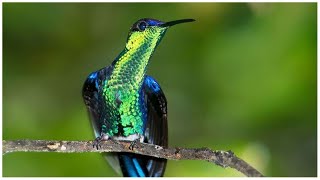 Los Colibríes Trochilidae  Aves Polinizadoras [upl. by Eednahs]