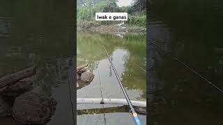 Mak plung langsong nyutt fishing mancing [upl. by Gaelan]