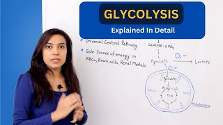 Glycolysis Pathway Explained  biochemistry [upl. by Bolme209]