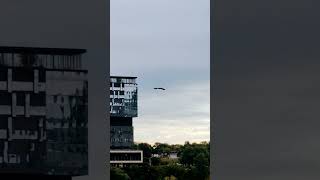 Red Tail Hawk flying Toronto ontario Canada [upl. by Diehl547]