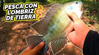 Cómo PESCAR con LOMBRIZ DE TIERRA  Muchas CAPTURAS Mojarra Tilapia Bluegill Lobina [upl. by Kauslick]