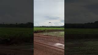 Sempre pilote o drone no visual djiagriculture droneagricola dronesagricolas farming [upl. by Moseley]