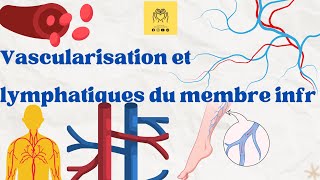 🫀Revision sur langiologie  vascularisation du membre inférieur artères  veines  lymphatiques 📌 [upl. by Oelc]