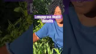 Lemongrass Health Benefits shorts shortvideo farming gardening plants [upl. by Ydnew912]