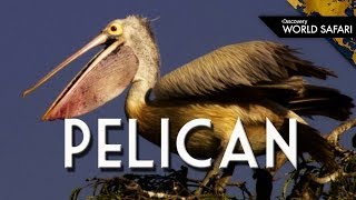 Everything You Wanted to Know About Pelicans [upl. by Oiratno]