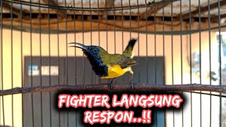 SOGON FIGHTER LANGSUNG RESPON DENGAR SUARA SOGON GACOR sogongacor sogon sogokontonggacor [upl. by Noellyn]