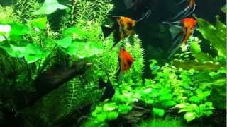 Planted Tank Koi Angelfish amp Tetras [upl. by Constantino]