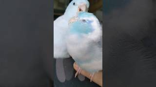 Discover the Spirited World of Pacific Parrotlets birdenthusiast birds parrot parrotlets pet [upl. by Wildon]