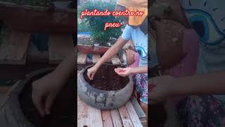 COMO PLANTAR COENTRO NO PNEU vlogger  vidanaroça interior [upl. by Aeniah]