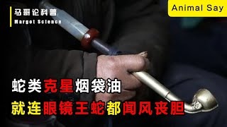 10米長眼鏡蛇王突襲村莊！卻被大爺秘密武器嚇死，這究竟是什麼東西能讓蛇王害怕？ [upl. by Sibby944]