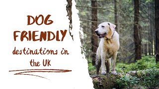 Top 10 Dog Friendly Destinations in the UK [upl. by Anitsua]