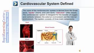 The Endocrine System  Part 3 of 3 [upl. by Xam]