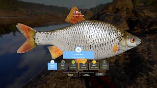 Russian Fishing 4 Common Roach RARE Trophy  Ladoga Lake [upl. by Knut]